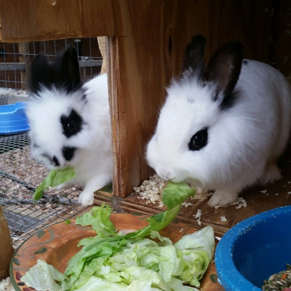 Meet your Posher, Donna - Picture 2 of 4